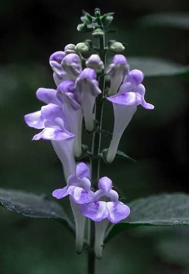 {Scutellaria montana}